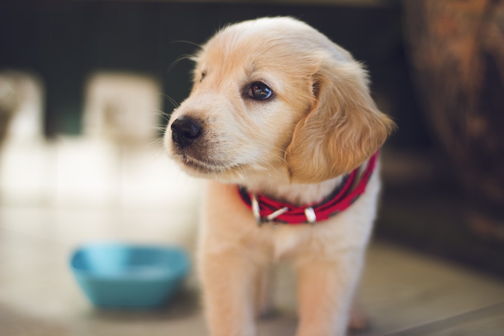 pet health insurance Trophy Club, TX